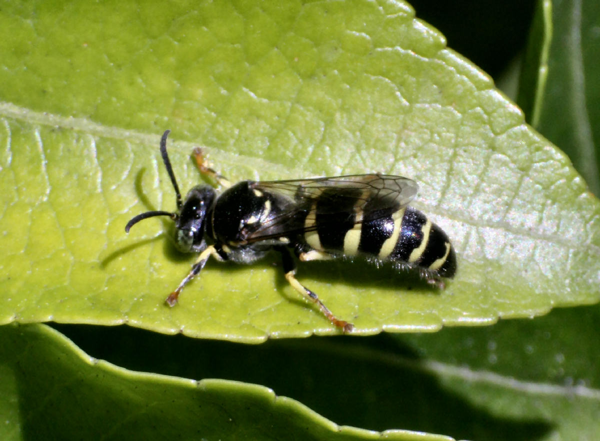 Ceriana vespiformis ??? - no imenottero